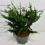 Лъжекипарис Teddy Bear 7.5 л H40-50 см