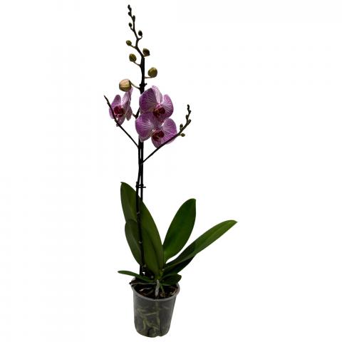 Орхидея Bonito ф12, Н50-70 см - Външни растения