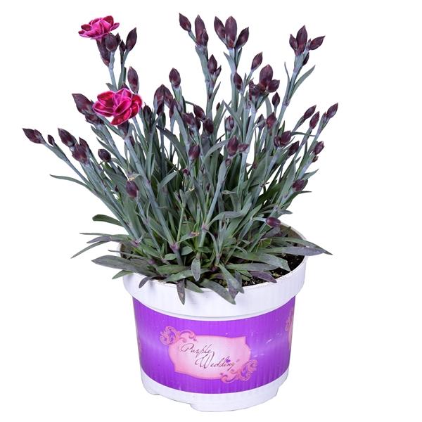 Диантус Purple Wedding ф10.5см 09043367 на топ цена — Home Max | ex Baumax