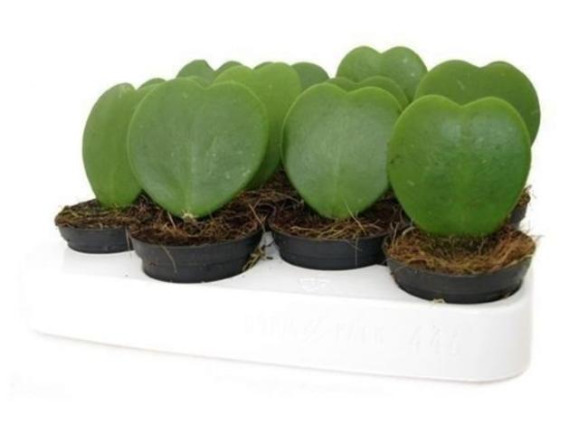 Хоя керри ф6.5/Н:18 см - Цъфтящи