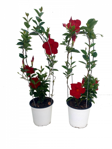 Дипладения ф17см - Пролетни балконски цветя