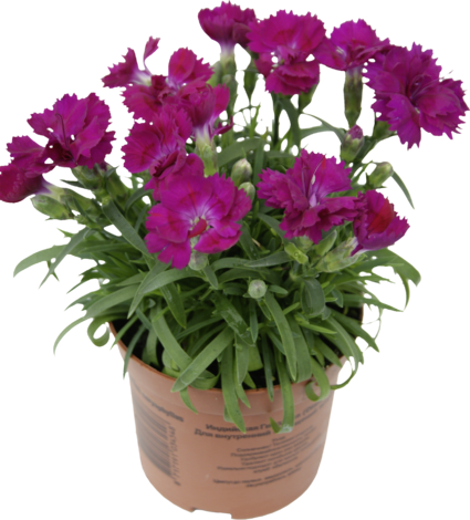 Карамфили 10 см - Пролетни балконски цветя