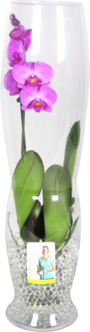 Орхидея Diabollo Glass,Ф:12см - Орхидеи