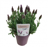 Лавандула Lamorosia Purple Flag