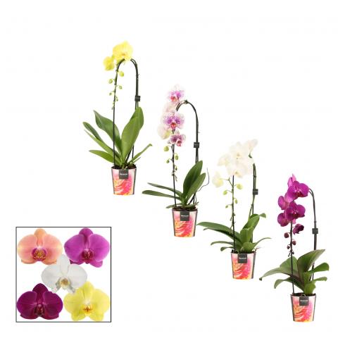 Орхидея Cascade Ф12см, Н55-60см - Орхидеи
