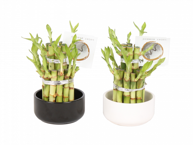 Драцена Lucky Bamboo  ф8/H15-30см, в керамична саксия - Зеленолистни