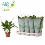 Спатифилум Torelli ф12/H:40см