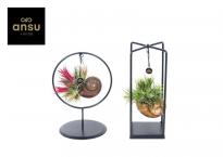 Тиландсия Shelly Ф10см, H25см