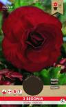 Луковици Pure Бегония Grandiflora 3бр.