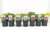 Спирея ф17 см