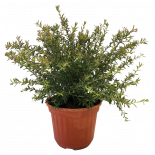 Гревилея 4 л