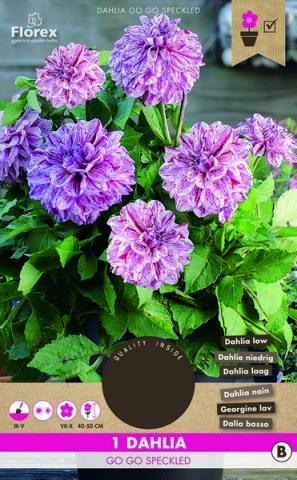 Луковици Pure Далия Go Go Speckled 1бр. - Далии