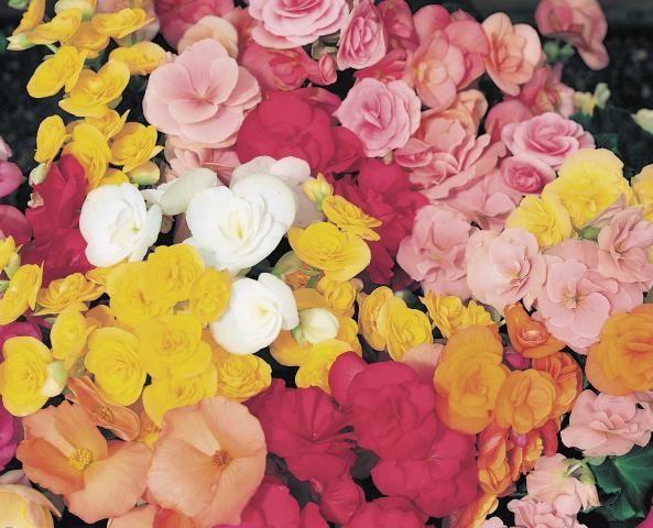 Бегония соления ф13 - Пролетни балконски цветя