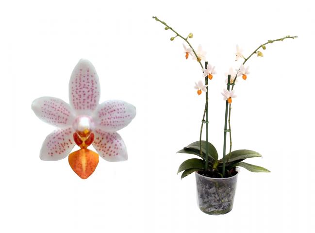 Орхидея Фалаенопсис Mini Mark 2-стебла, 14+, ф12, Н35-45 - Орхидеи