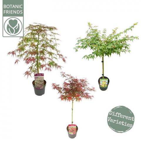 Японски клен Palmatum ф19 см H80 см - Листопадни храсти и дървета