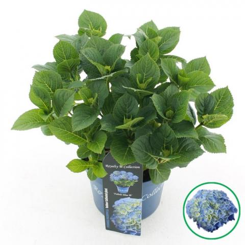Хортензия Macrophylla Royalty Fabolo ф20 см H40 см - Други външни растения
