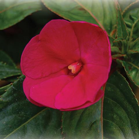 Импатиенс Нова гвинея 1л, снимка 2 - Пролетни балконски цветя
