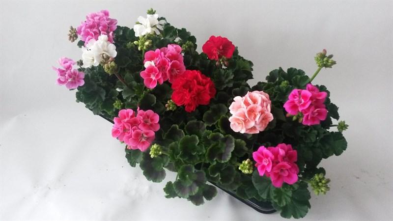 Мушкато-стоящо ф10.5/Н:10-20см /Pelargonium Zonal/ - Пролетни балконски цветя