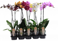 Орхидея Фалаенопсис  mix 2-стеблa,  ф12, Н45