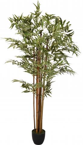 Бамбук в саксия - Цветя в саксия