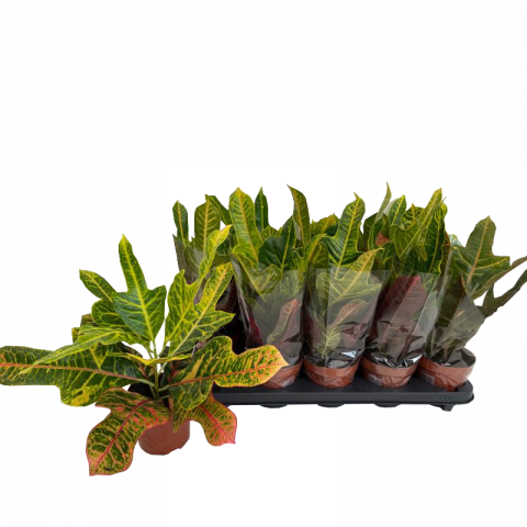 Кодиеум Excellent ф12 см  H35 см - Зеленолистни