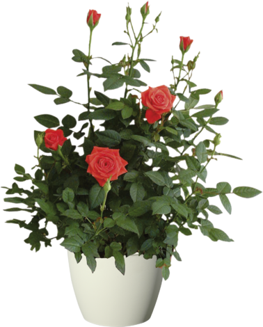 Роза O 17 см Н: 45 см - Цъфтящи