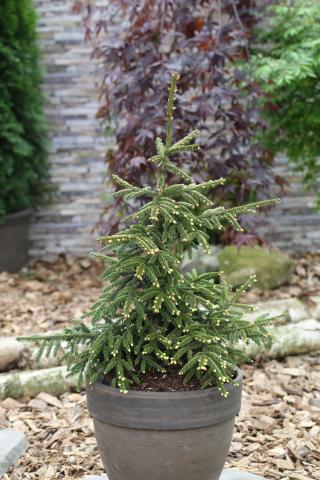 Пицеа Оrientalis Aureospicata Ф32 см, H90 см, снимка 2 - Иглолистни храсти и дървета
