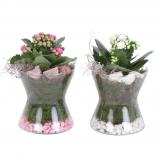 Калнхое аранжировка Ф13см, H20см