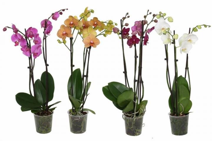 Орхидея Фаленопсис ф12, Н55-70см, 3 стебла, 22+ цвята - Орхидеи