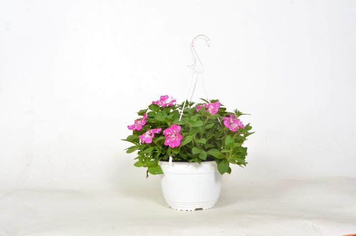 Каскадна петуния в кошница ф19см, снимка 4 - Пролетни балконски цветя