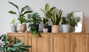 10 растения, които почти не искат грижа – перфектни за заети хора