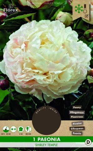 Луковици PURE Божур Shirley Temple (Festiva Maxima) - Външни растения