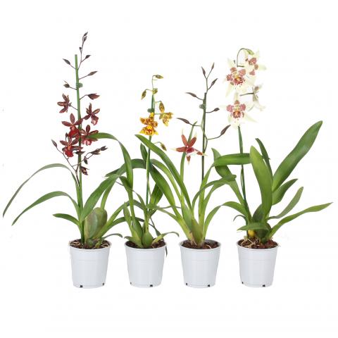 Kамбрия ф12 см, Н 65 см - Орхидеи