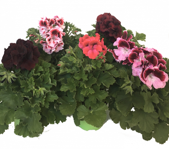 Кралско мушкато грандифлорум 12 см - Пролетни балконски цветя