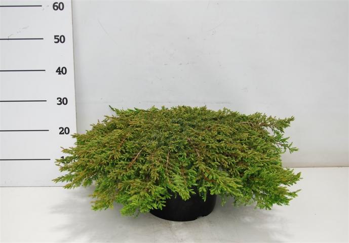 Юниперус Green Carpet 12л H60-70 см, снимка 2 - Иглолистни храсти и дървета