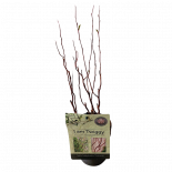 Къдрава върба Salix Tortuosa Ф12см, H35см