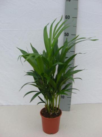 Хризалидокарпус ф12, Н40-50 см - Зеленолистни
