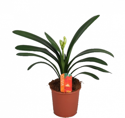 Кливия миниата - Цъфтящи