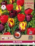 Луковици Лале Ruby Glow mix 20бр.