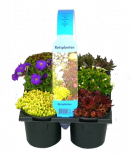 Сукулентни микс Alpine 6бр. х ф5-15см, различни видове