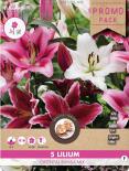 Луковици Promo Лилиум Oriental Rumba 5бр.