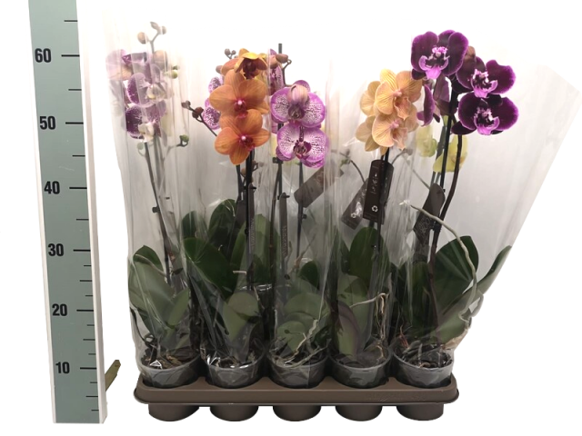 Орхидея Фаленопсис - Орхидеи