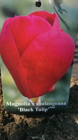 Магнолия 'Black Tulip', С3л, снимка 2 - Листопадни храсти и дървета