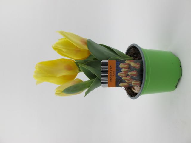 Лале Ф9 см, снимка 2 - Пролетни балконски цветя
