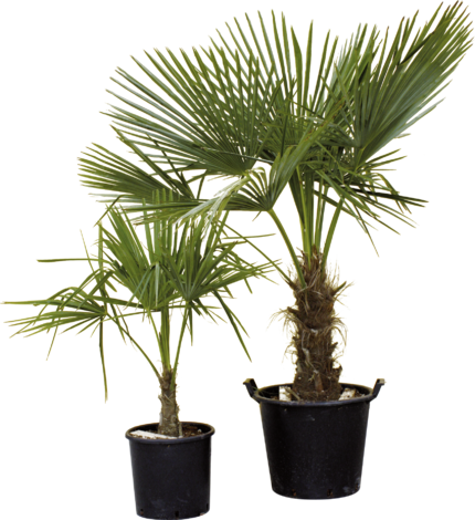 Трахикарпус Ф17см - Средиземноморски растения