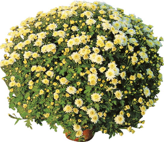 Хризантема мултифлора Ф:15см - Есенни балконски