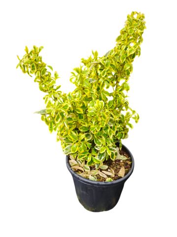 Евонимус 9 л - Листопадни храсти и дървета