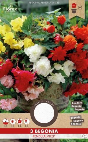 Луковици PURE Бегония Pendula различни цветове, 3бр - Бегонии