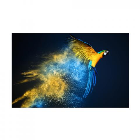 Картина Soaring parrot 60x90 см, снимка 3 - Картини и рамки