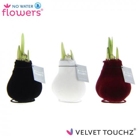 Хипеаструм Velvet Touchz 15см - Цъфтящи